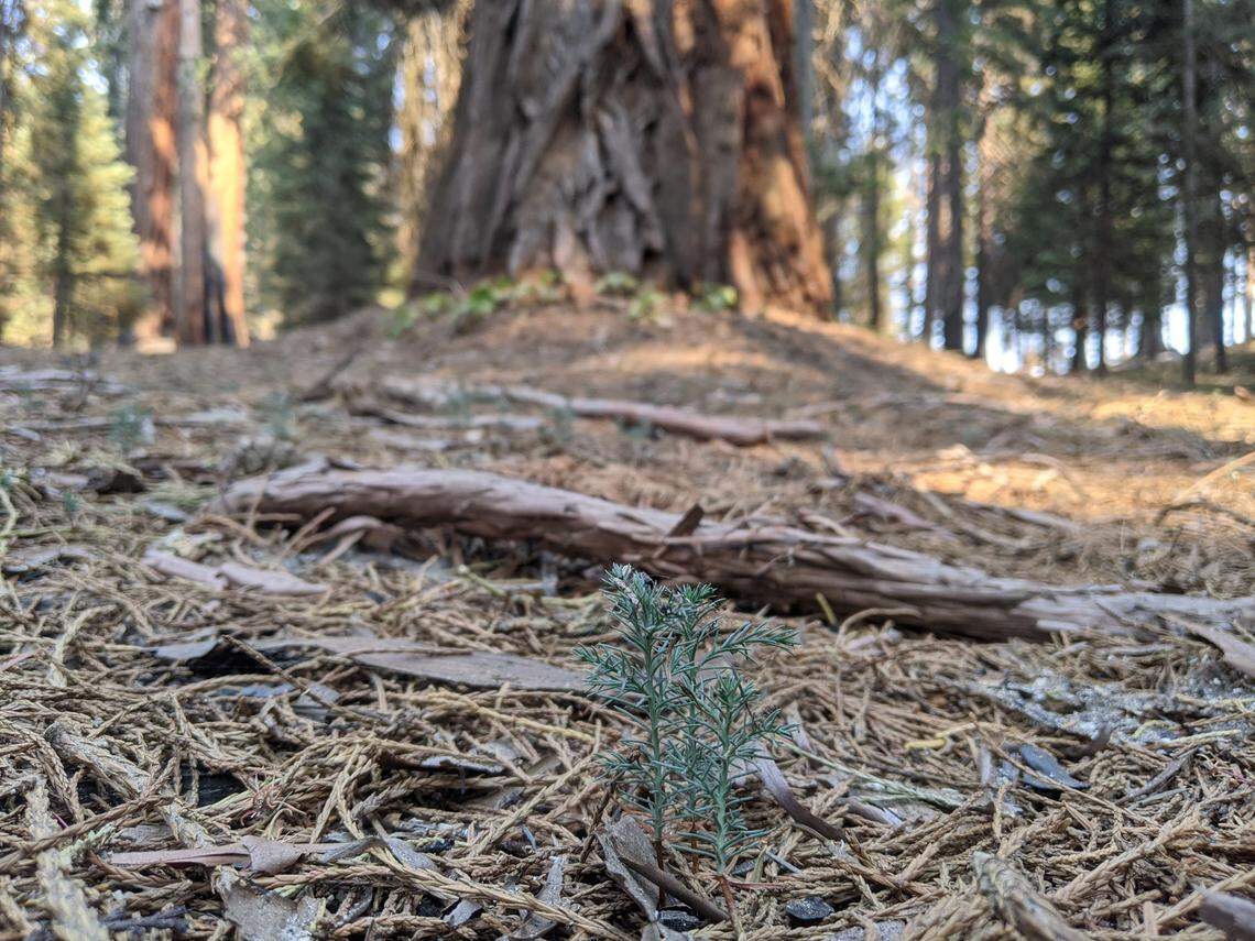 A sprouting giant sequoia seedling from a portion of the Mountain Home state forest that didn’t burn in the Castle Fire.