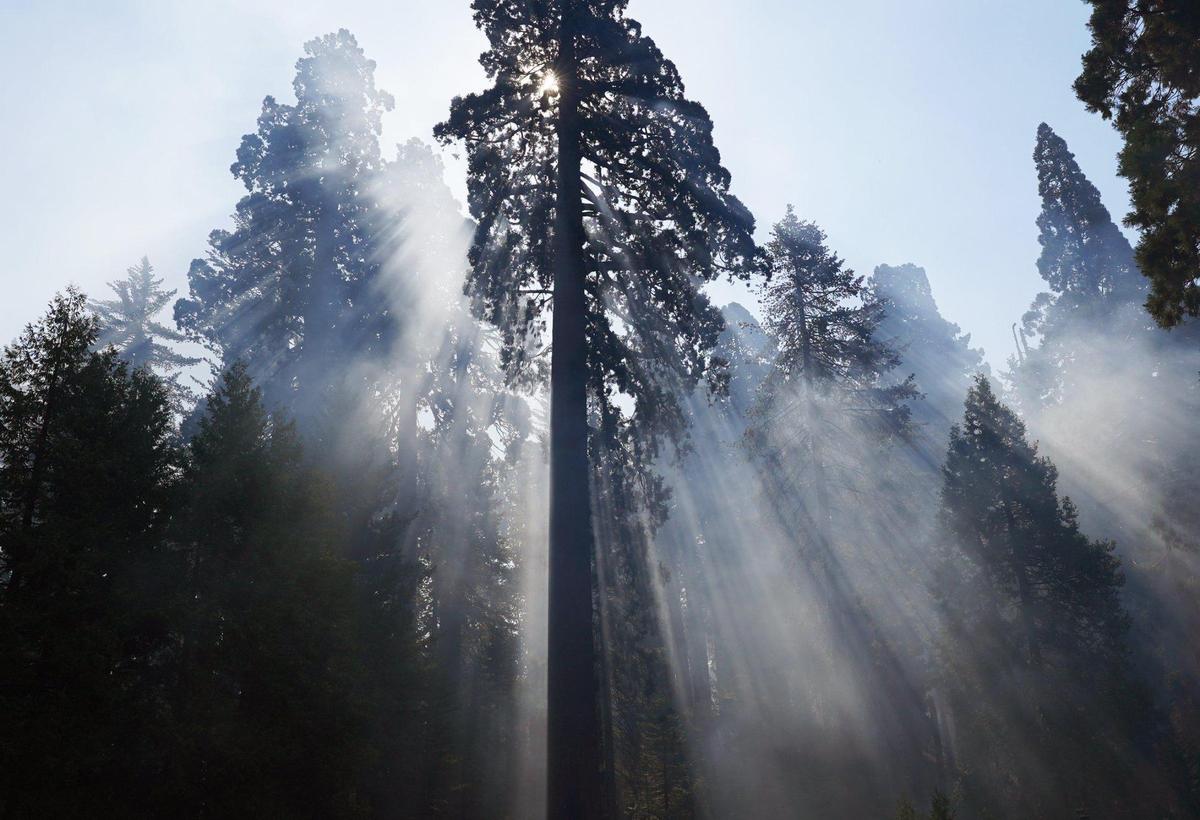 Una gran secuoya gigante, intacta, sobre el estacionamiento de tierra del inicio del sendero Redwood Canyon mientras el humo del incendio KNP Complex recorre el bosque, vista durante una visita de los medios de comunicación a Redwood Canyon el 15 de octubre en el Parque Nacional Kings Canyon.