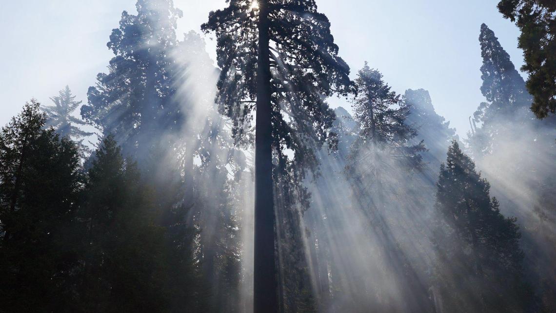 A large sequoia in Kings Canyon National Park in California.