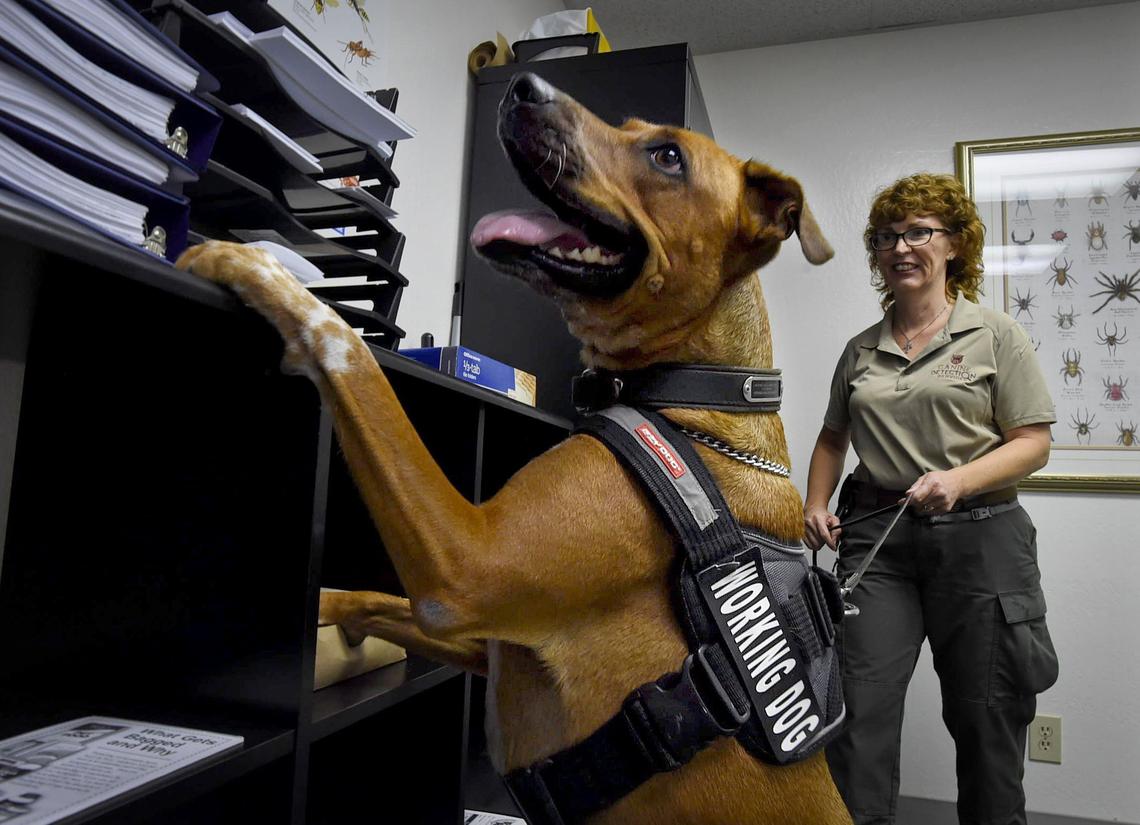  Sally, a former rescue dog, puts her nose to work sniffing out a vial with bedbugs hidden in an office space at Canine Detection Services, with president Lisa Finke, Thursday Sept. 6, 2018. The dogs specialize in finding pests, rodents and hopefully the fatal citrus disease HLB, the fatal citrus disease.