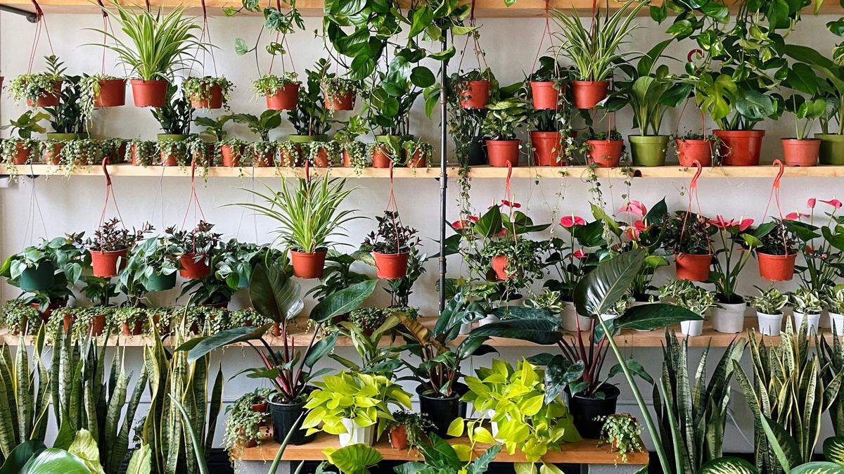 Living Together is a new plant store that’s opened in downtown Fresno.