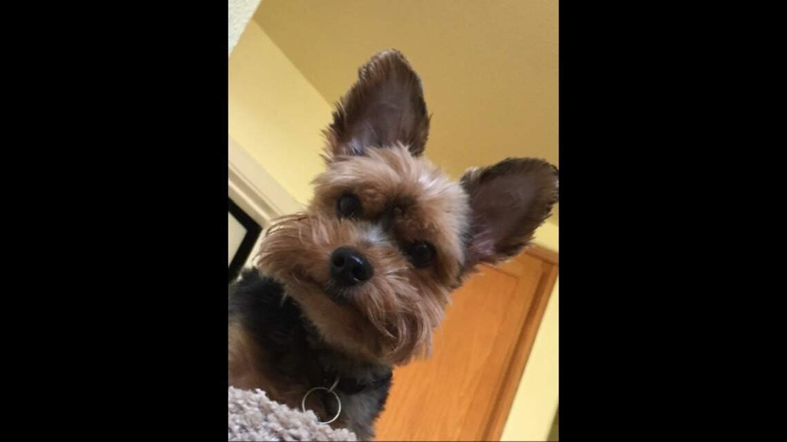Tater, Junior and Precious in Pet Pix!