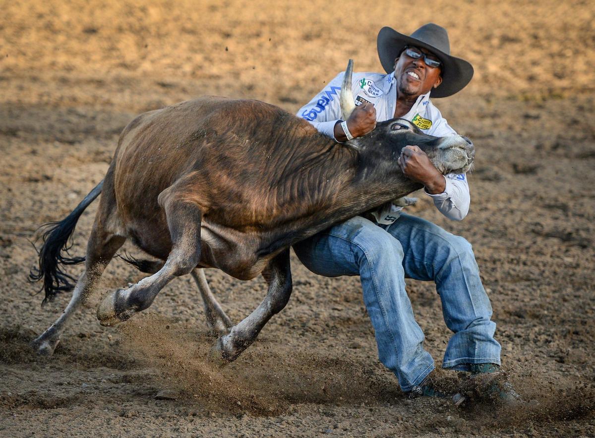 Denard Butler of Checotah, OK strains to pull down a steer in the steer wrestling section of the PRCA event at the Clovis Rodeo on Thursday, April 23, 2021.