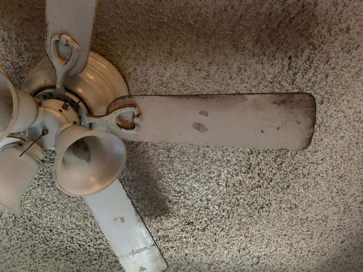 Black mold has grown on the Null family’s ceiling and ceiling fan.