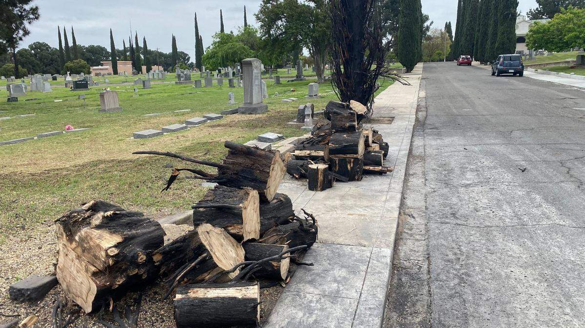 Scorched cypress trees that have been chopped down wait to be hauled off on Wednesday, April 24, 2024, at Ararat Armenian Cemetery. The graveyard has been hit with several suspected arson fires to trees.