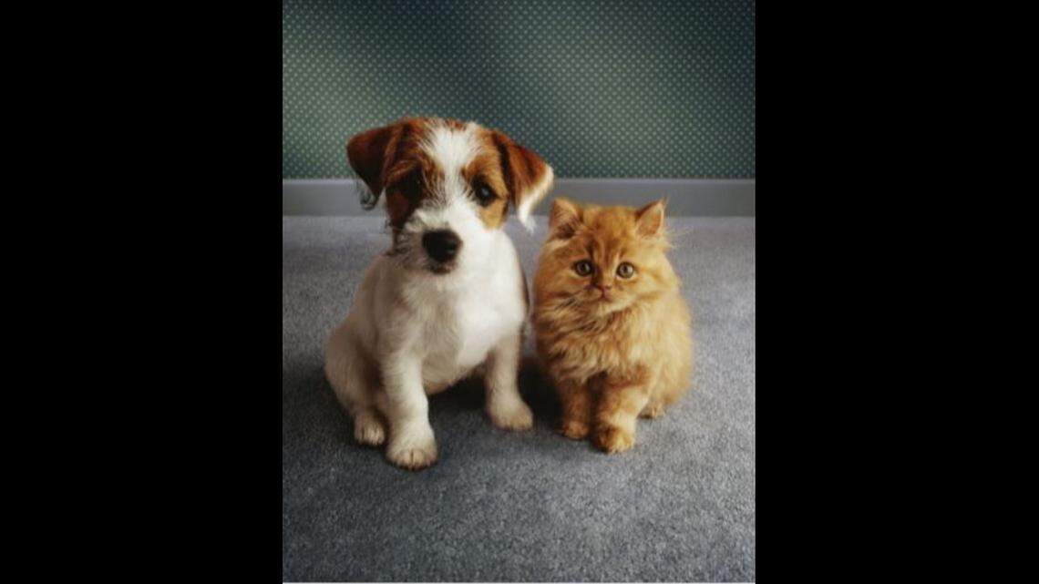 Old Trainer: How can I help dogs and cats in my household live in harmony?