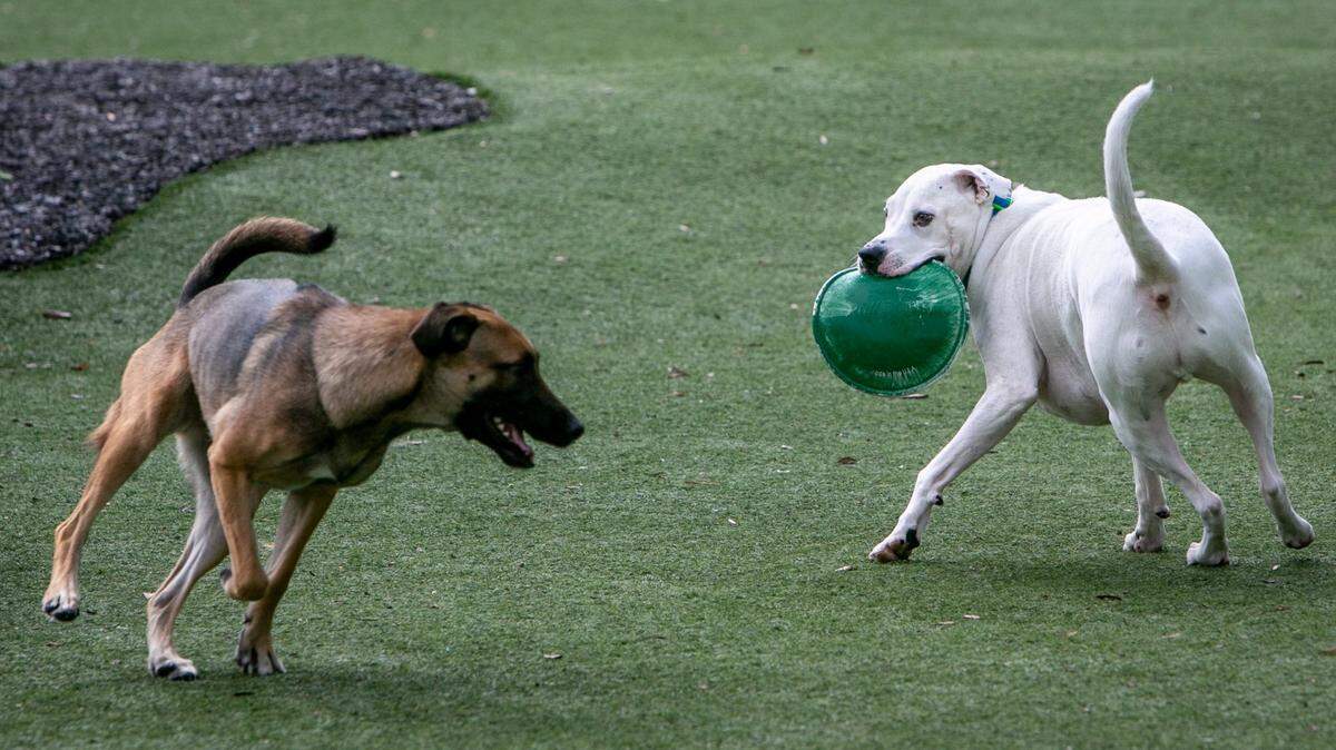 Dogs play inside the Margaret Pace Park Dog park in Miami, Florida.