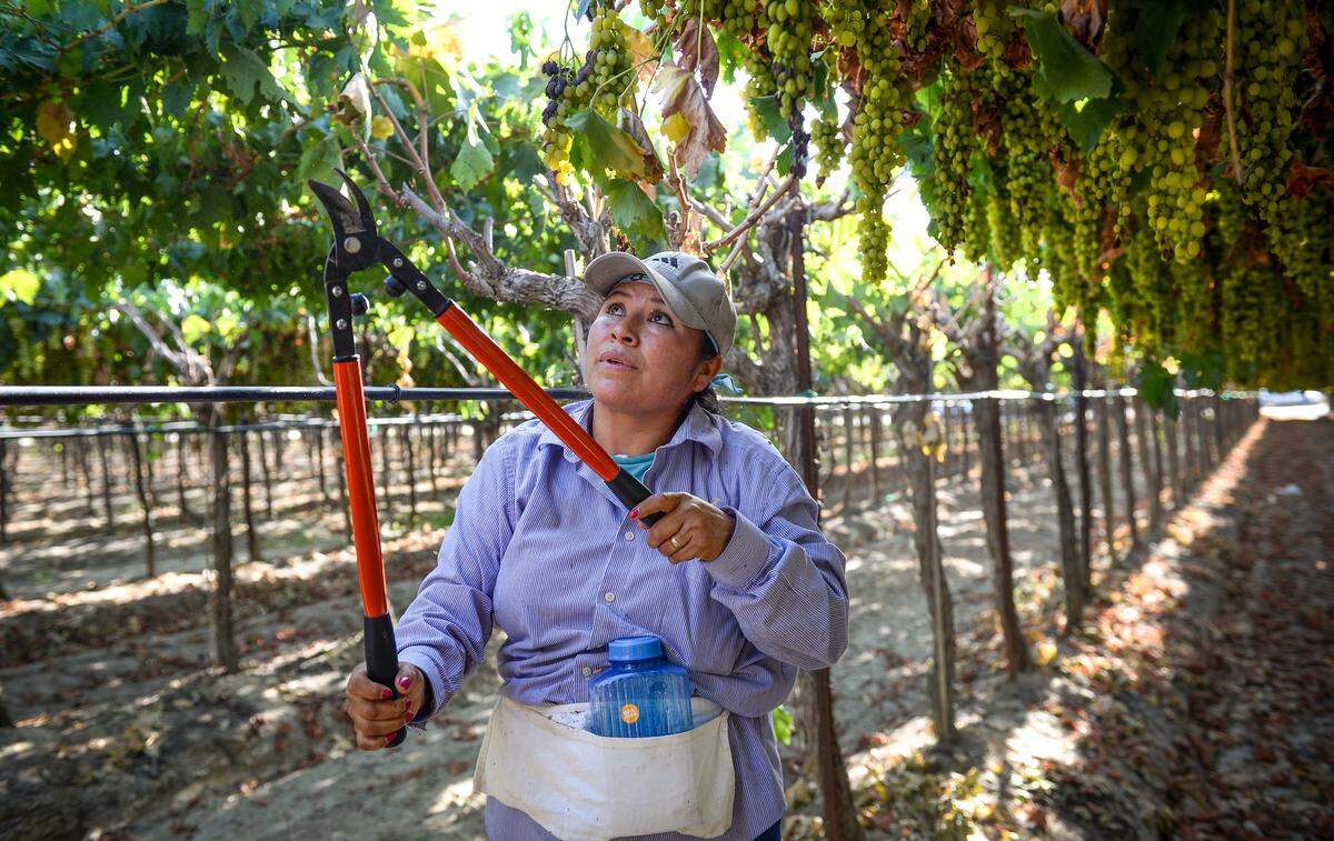 Judit Garcia prunes raisin grapes in a vineyard in Fresno County on Monday, Aug. 20, 2019.