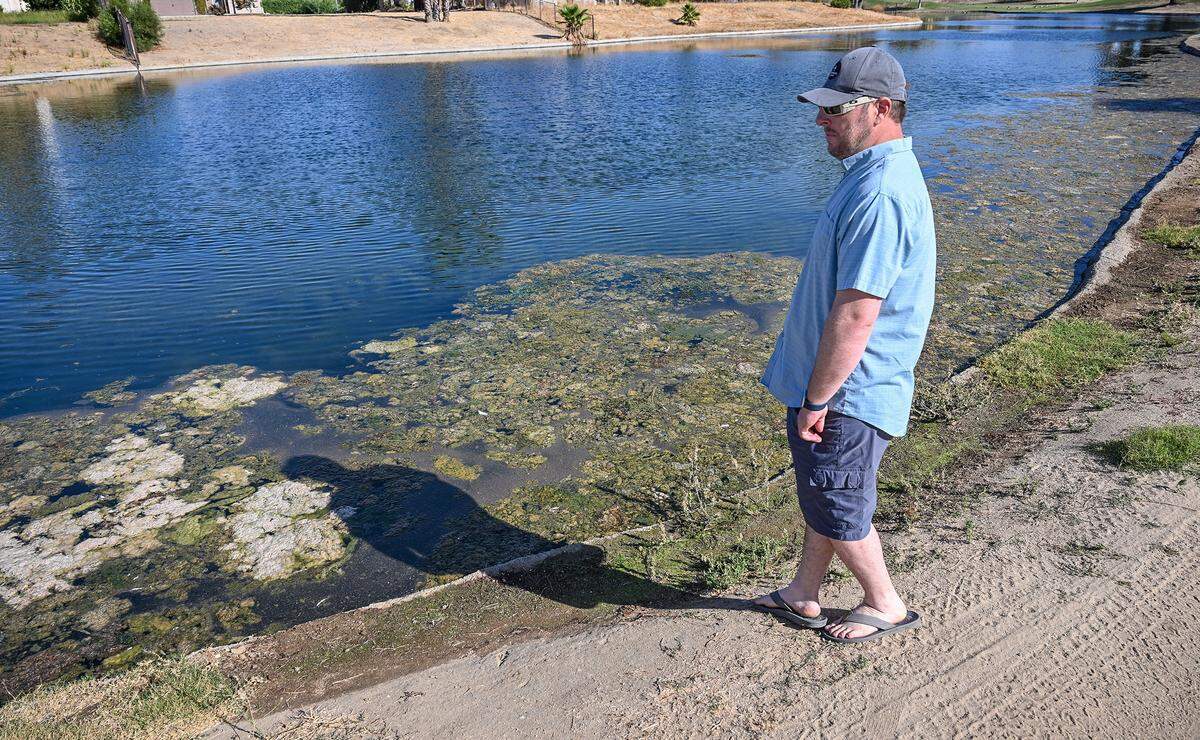Greenhills Estates homeowner Matt Thiel looks over an algae bloom in one of the community's ponds in east Chowchilla. A dispute between the community's home owners association and water resource council has led to the water being shut off to the ponds causing the algae blooms and mass fish die-off.