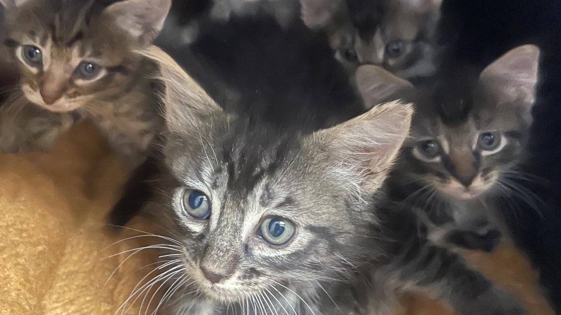 ‘Kitten season’ in Fresno: When baby cats are left to die – in water, dumpsters, plastic bags