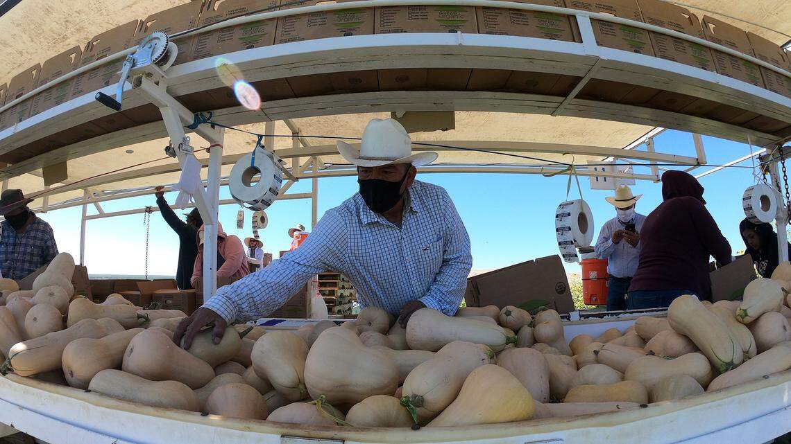 Worker Faustino Torres, who follows the harvest season from California to Arizona and back to California 52 weeks out of the year, is shown packing butternet squash at Del Bosque Farms.