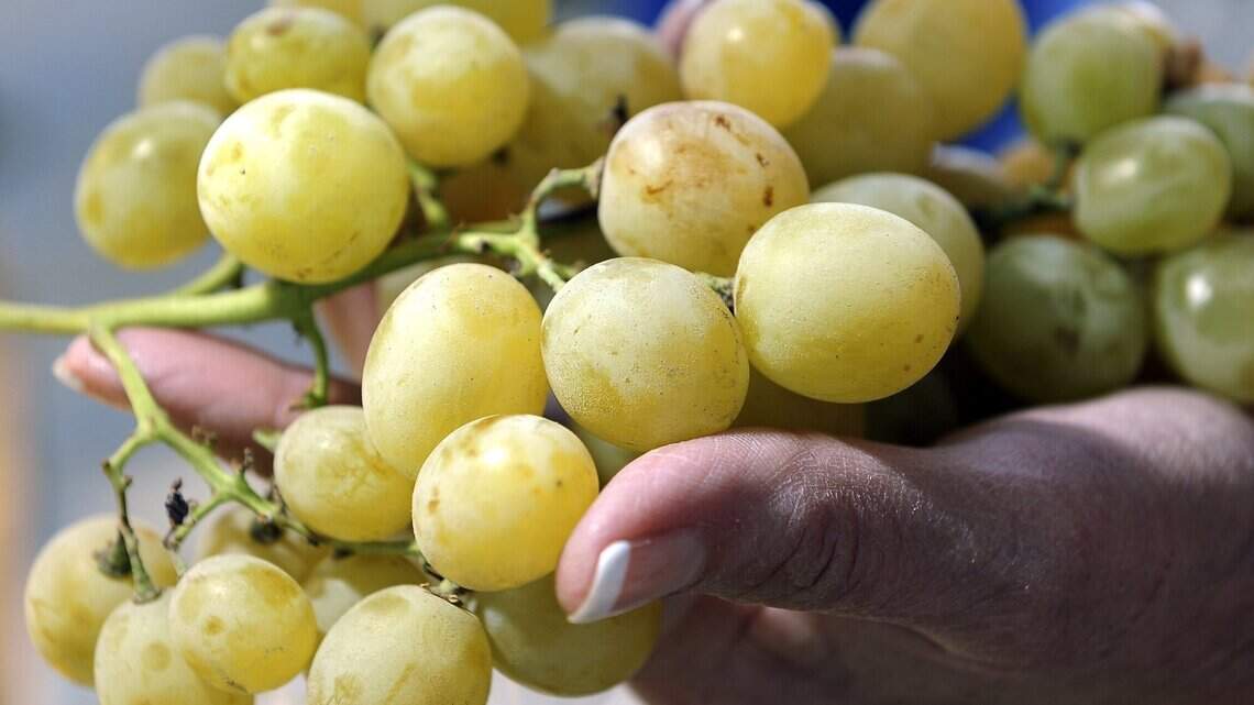 Roban uvas, melones y camotes a agricultores del centro de CA. Qué dice la ley