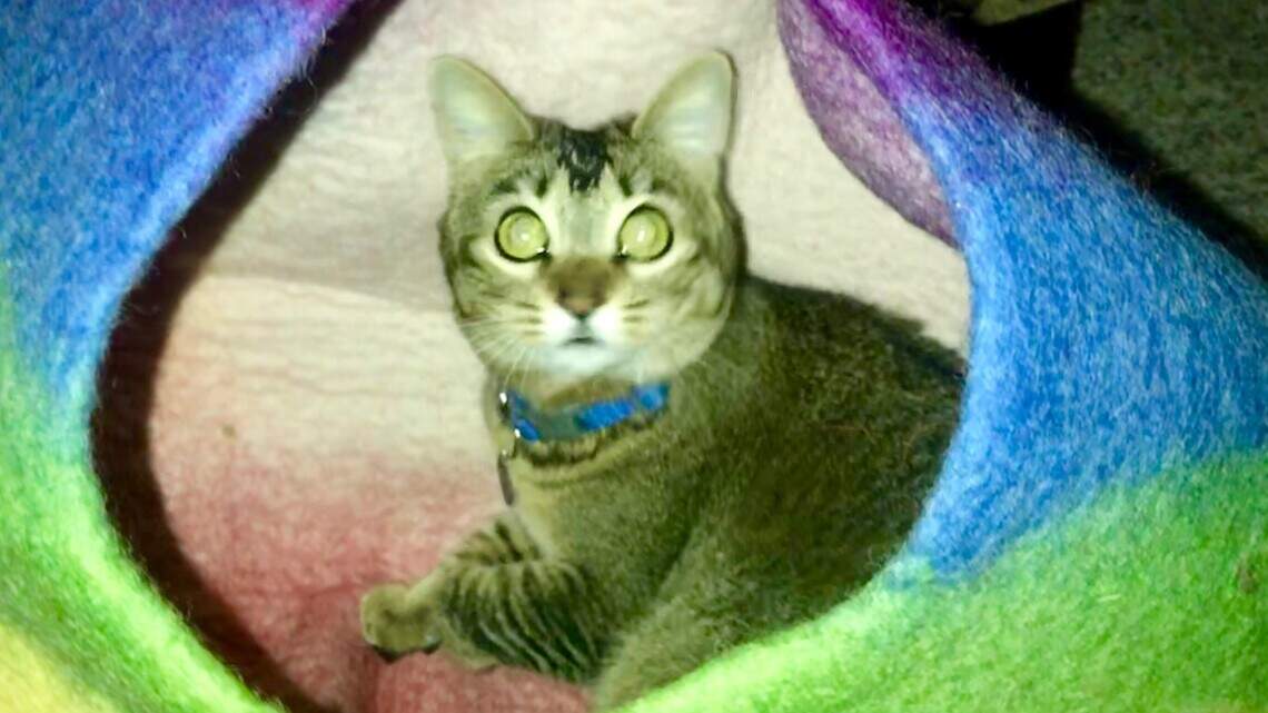 Bella, Drake & Dora and Kitty in Pet Pix!