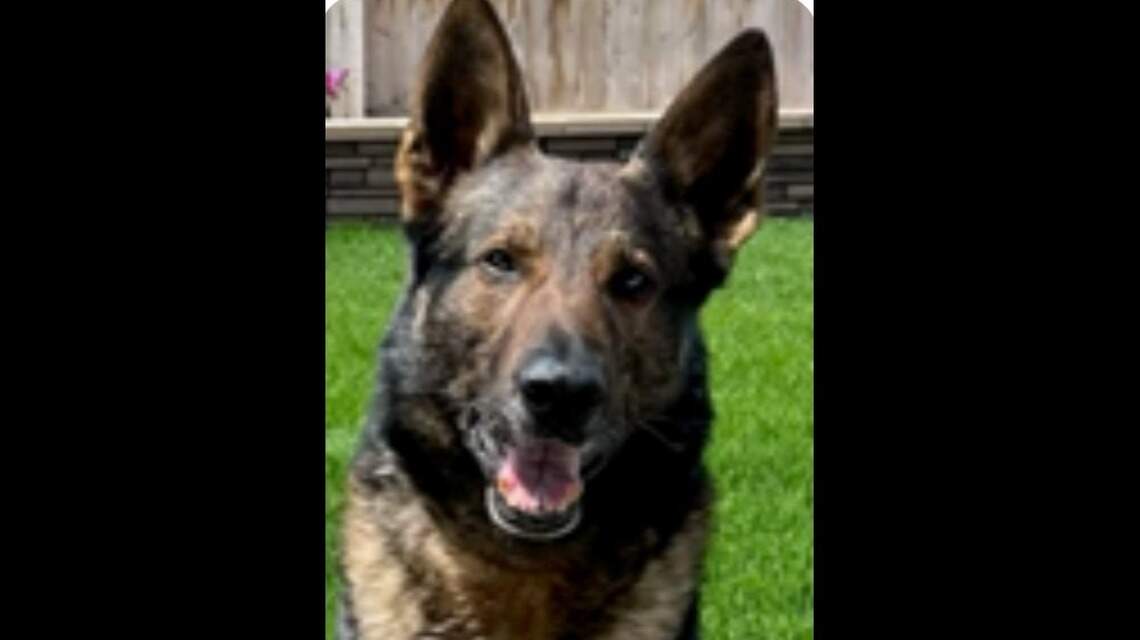 Reward offered for K-9 still missing near Visalia. Officials worry about his safety