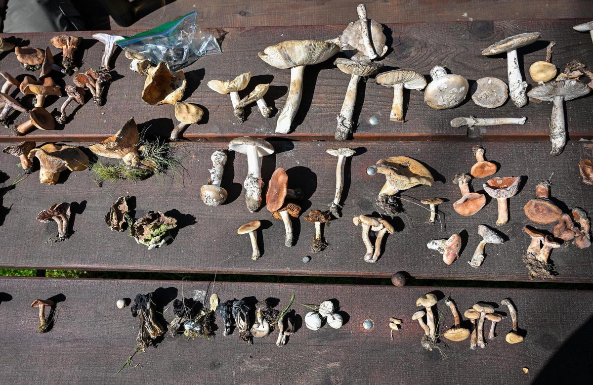 A variety of mushroom species collected by fungi hunters during a Sierra Foothill Conservancy mycology hike in the McKenzie Preserve are laid out on a picnic table toward the end of the hike on Saturday, March 1, 2025.