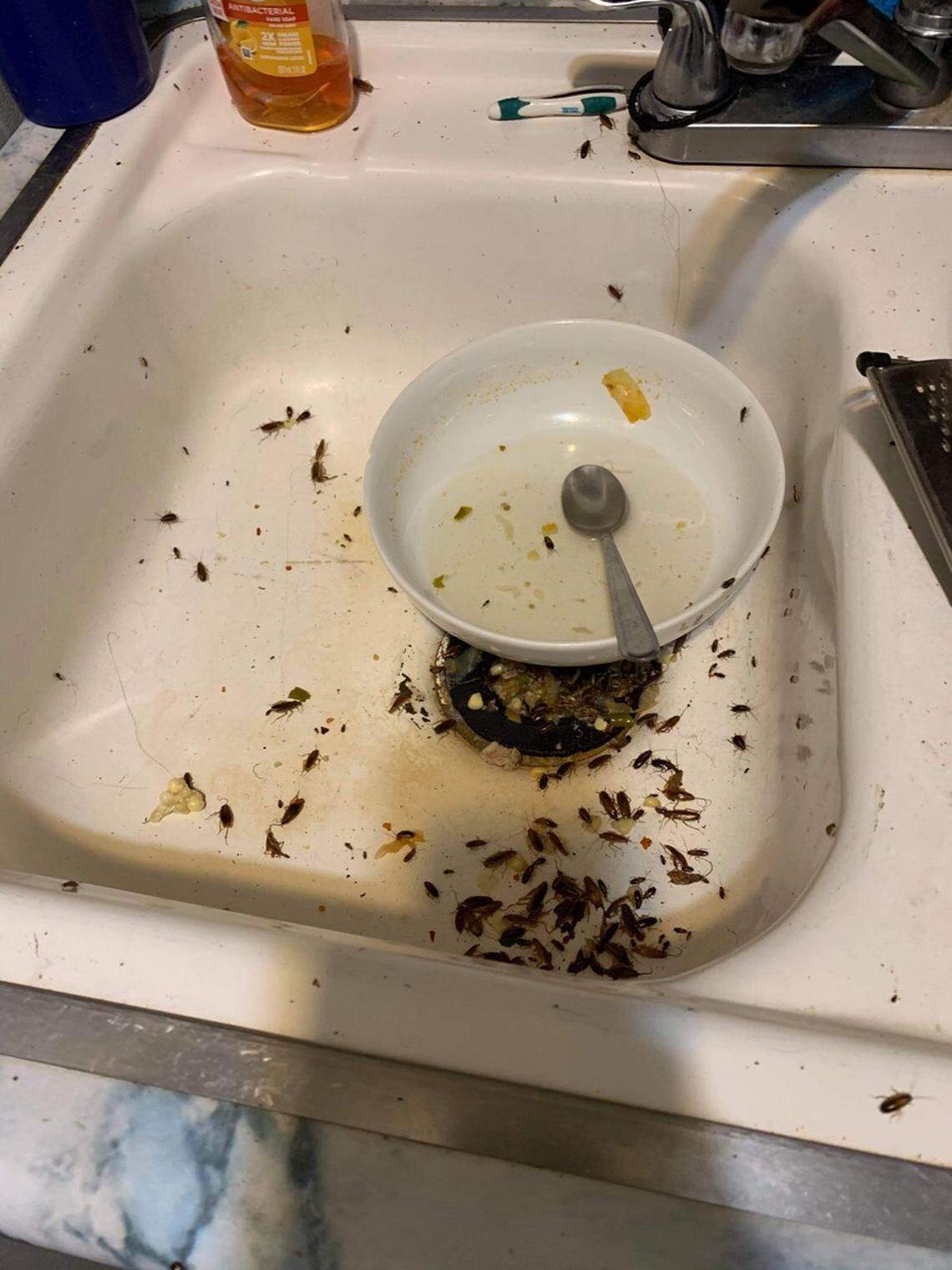 Residents say the roach problem is too much to keep under control.