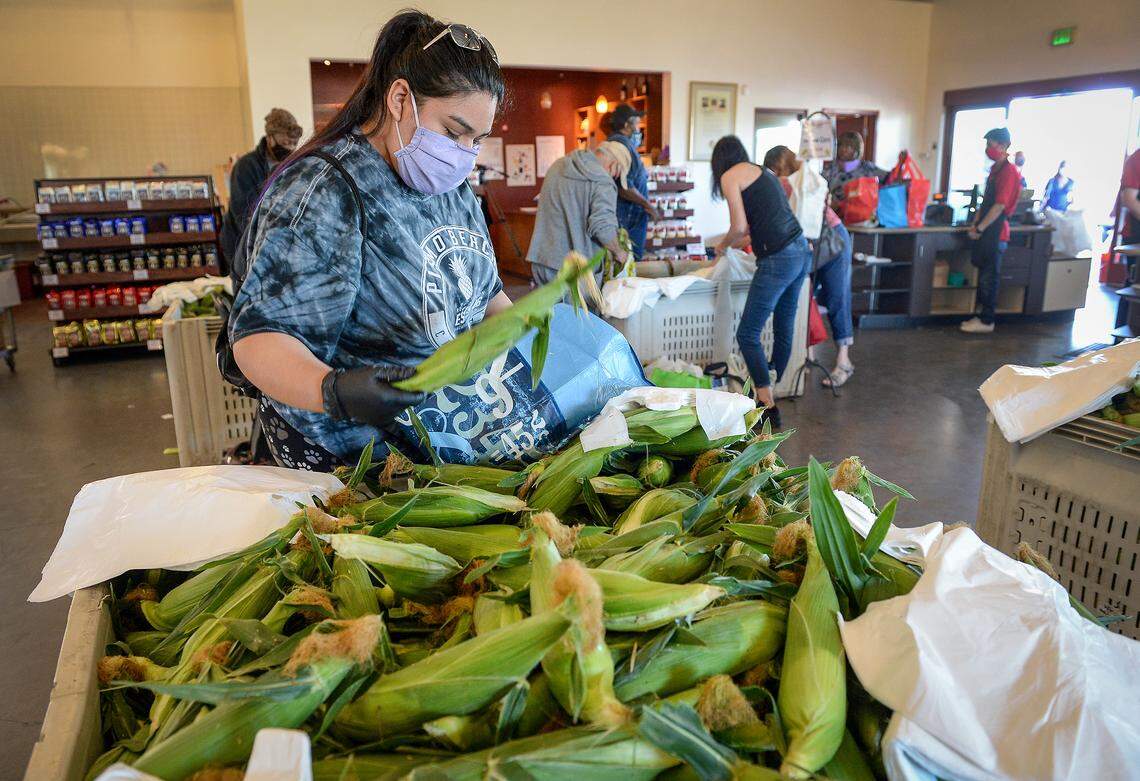 Samantha Rodriquez of Fresno shops for corn for her family on the first day of Fresno State-grown corn sales at the Gibson Farm Market on Monday, May 25, 2020. Because of the coronavirus pandemic, shoppers were limited in numbers to enter the store and masks were to be worn and hand sanitizer used.