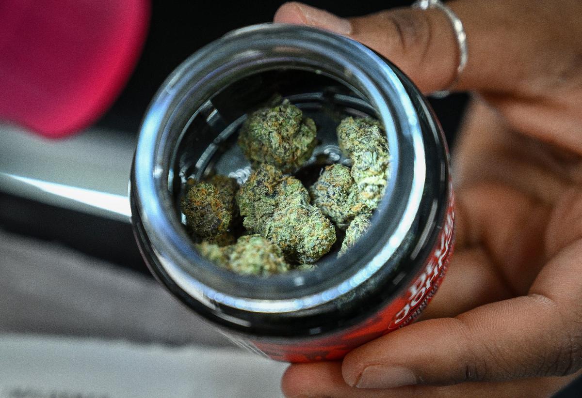 Devil’s Johnson dried cannabis flower is displayed in a container at the new Stiiizy Fresno store on Willow and Herndon on Wednesday, May 15, 2024.