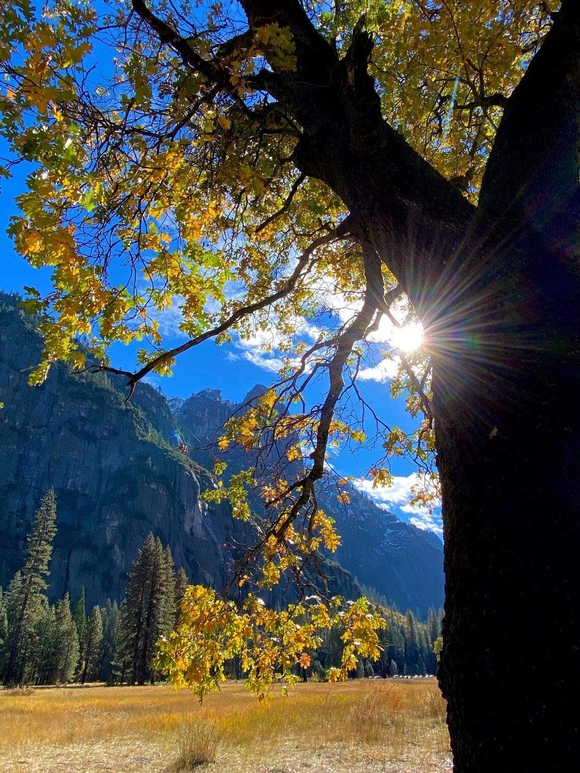 Sun shines through the branches of a black oak in Yosemite Valley on Oct. 27, 2021, a day after a recent storm.