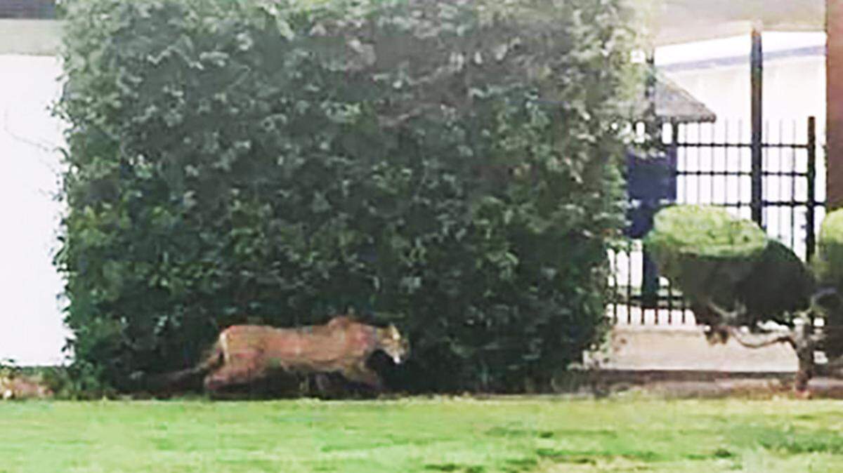An image captured from public posts to Facebook shows a large mountain lion as it roams the Atwater High School campus on Saturday morning, Aug. 20, 2022, in Atwater, California.