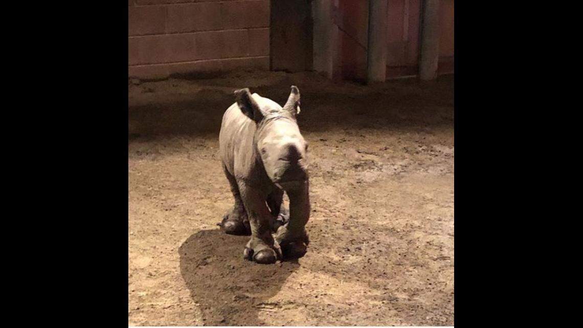 A baby Southern white rhino was born Tuesday at the Fresno Chaffee Zoo. Rhino parents Tim and Kayla welcomed their second calf after giving birth to their first calf back in 2017. The Zoo veterinary staff and zookeepers were giving the baby rhino and her mamma space and time to bond. So the gender of the baby was not yet known.