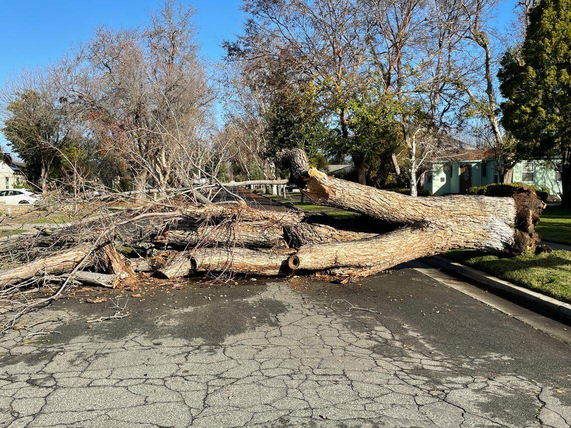 Rain-soaked ground caused a tree to crash into the street at Harvard and Farris avenues in the Fresno High area on Wednesday, Dec. 28, 2022.