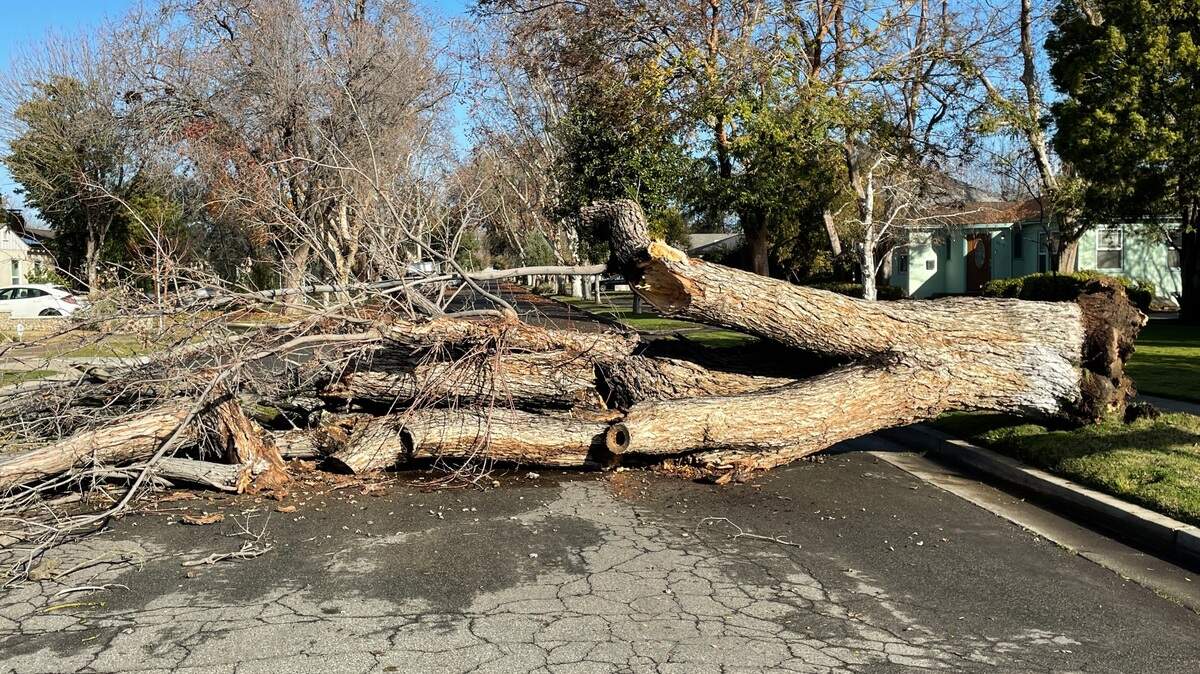Rain-soaked ground caused a tree to crash into the street at Harvard and Farris avenues in the Fresno High area on Wednesday, Dec. 28, 2022.