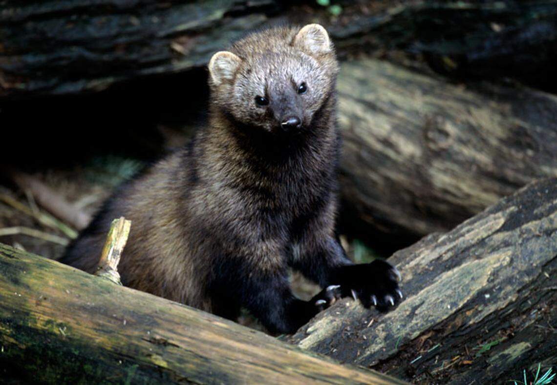 A Pacific fisher in May 2010.