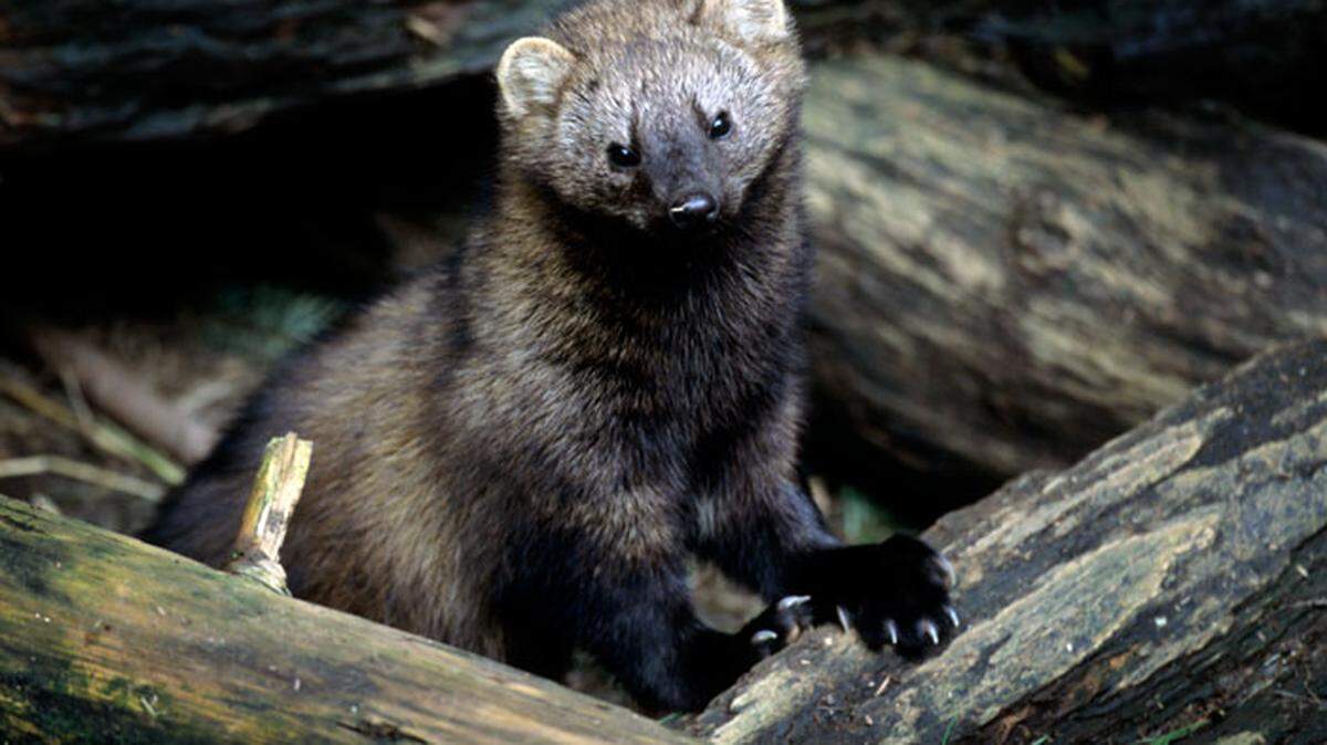 A Pacific fisher in May 2010.