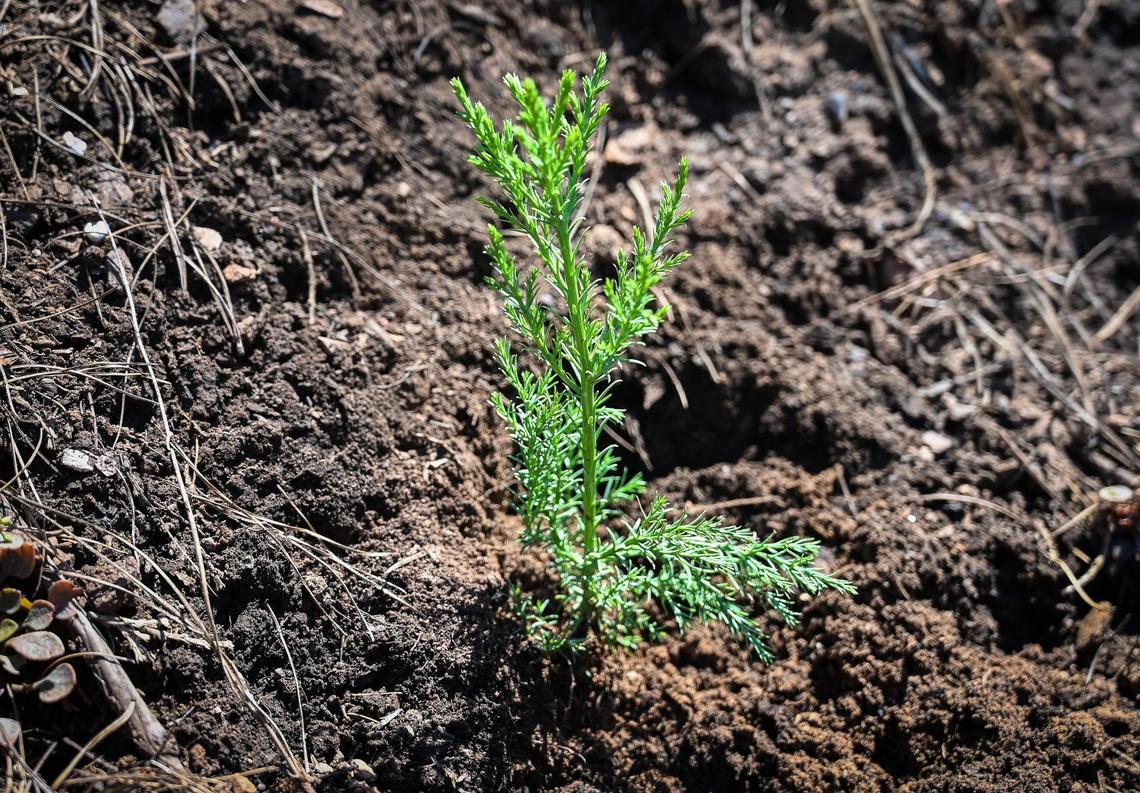 A giant sequoia seedling planted along with thousands of other conifers by a tree planting crew on Tuesday, April 26, 2022 stands in the scorched soil of the Mountain Home Demonstration State Forest burned in the 2020 Castle Fire.
