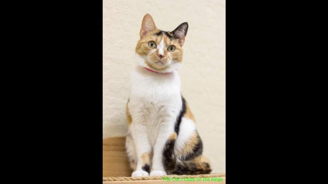 Tonka, Doodle and Nala are looking for new homes!