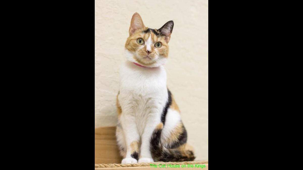 Two-year-old calico Tonka is a playful girl with an attitude. She was returned to the Cat House with another cat, Doodle, after their human mom went into hospice care. She and Doodle are available at the Cat House on the Kings Adoption Center at Petco, 4144 N. Blackstone Ave. in Fresno, open 10 a.m.-5 p.m. daily (6 p.m. Wednesdays). Call 559-222-0228.