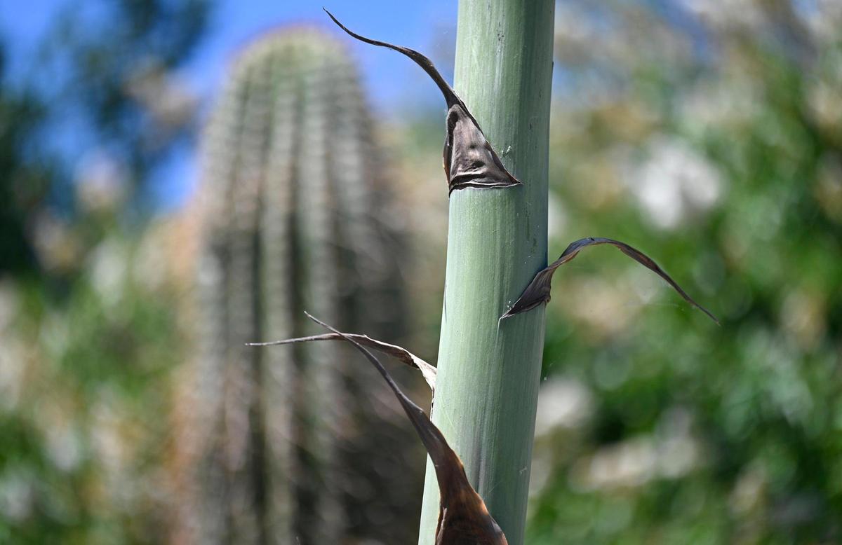 A detail of the tallest 20 foot high stalk of the agave americana plant at the Clovis Botanical Garden, photographed Friday, June 20, 2025 in Clovis, CA.