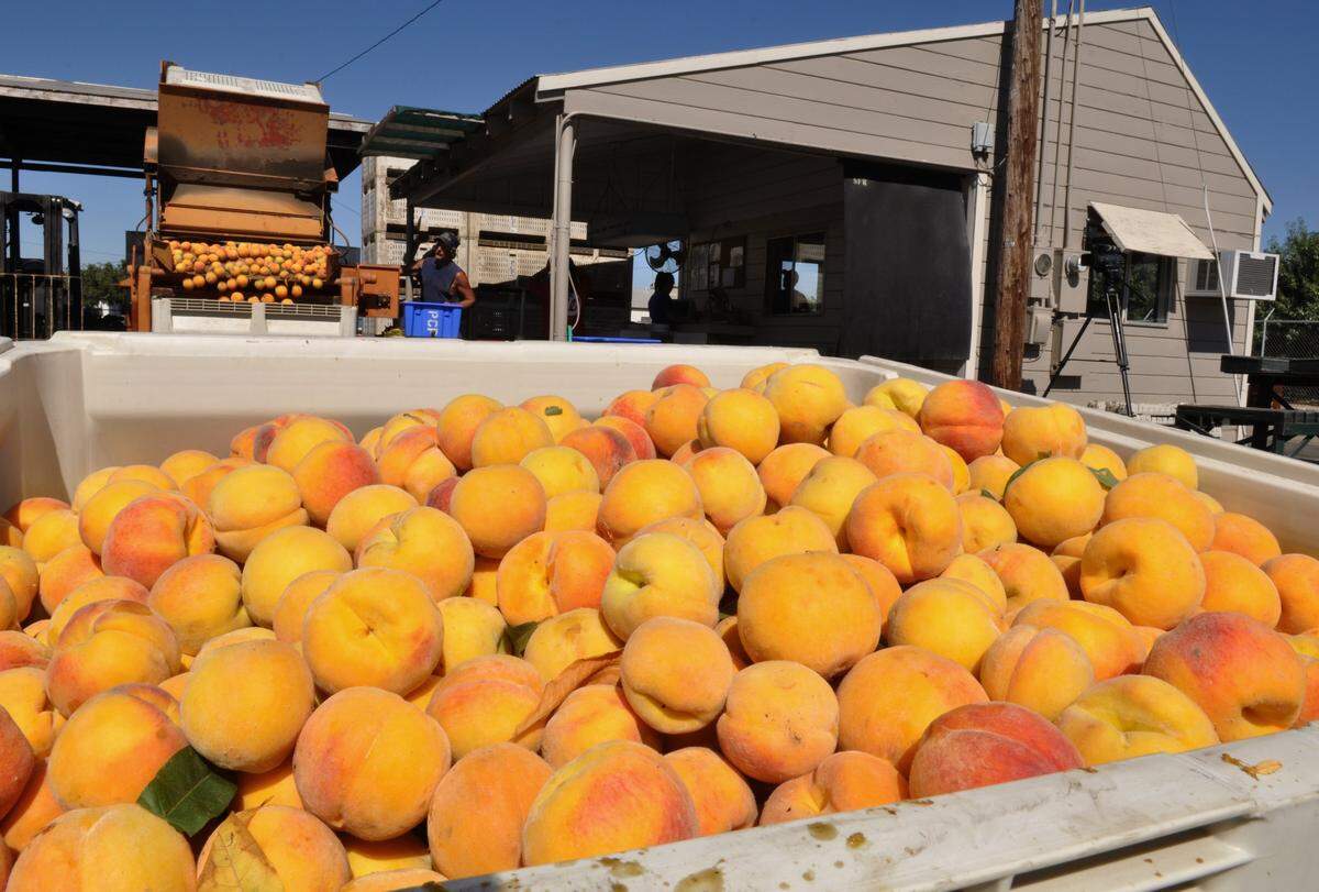 Cling peaches being harvested in Ceres. The California Canning Peach Association is supporting an effort in Congress to make it tougher for school districts to buy imported foods.