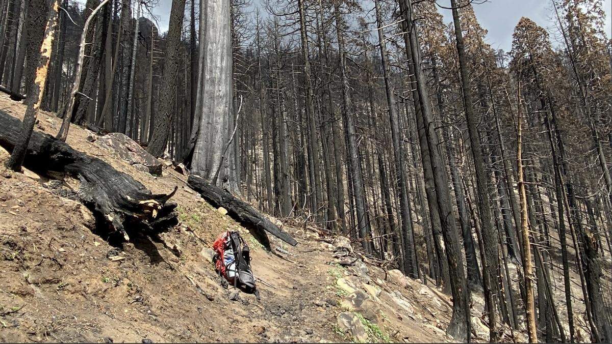 A photograph of Board Camp Grove in Sequoia National Park taken in April 2021 by chief scientist Christy Brigham shows severely burned giant sequoia trunks and no natural regeneration.
