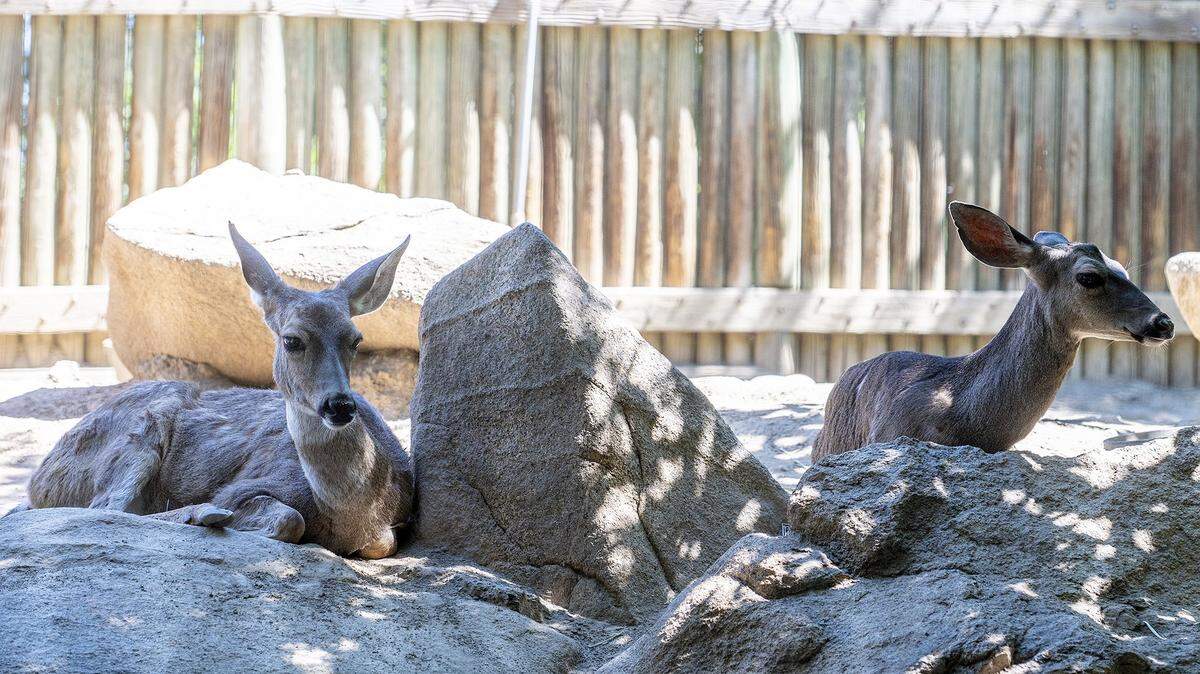 Mule deer rest in the shade at the Applegate Park Zoo in Merced, Calif., on Friday, June 10, 2022.
