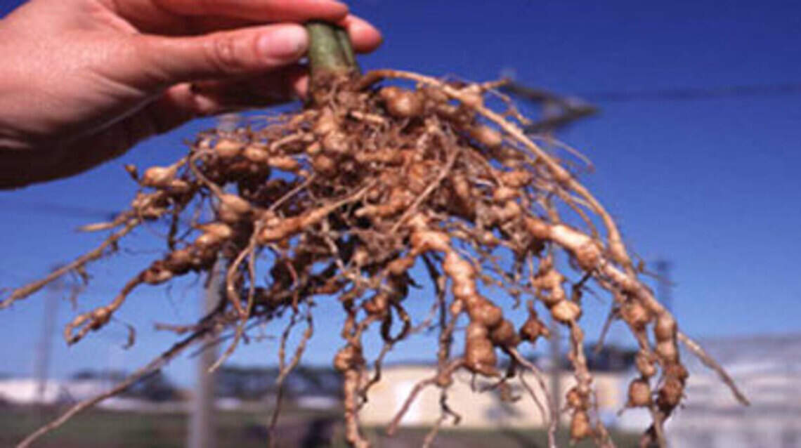 Wilting plants don’t bounce back with water? Nematodes or fungal diseases likely culprit