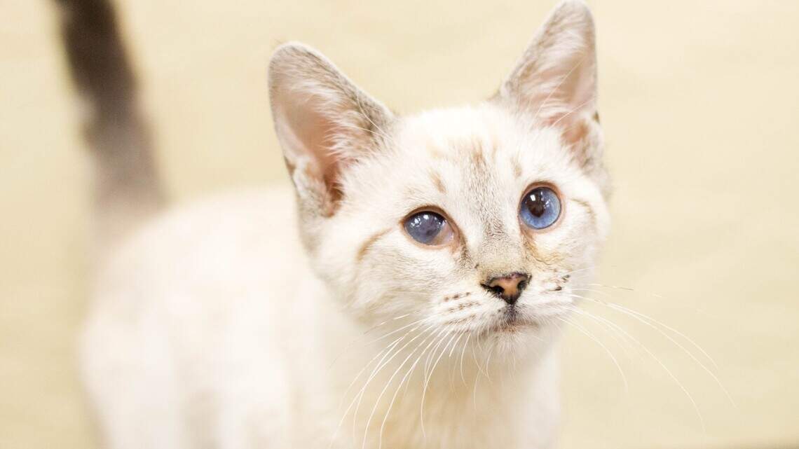 George, Tiny and Yeti are looking for new homes!