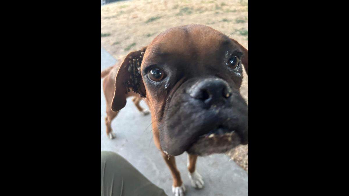 A dog found plopped on a Fresno driveway was discovered to have so many ticks all over its body, a dog rescue organization in Los Angeles paid for the vet bill.