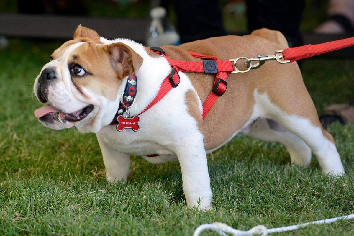 Fresno State mascot Victor E. Bulldog III shows his excitement during the grand opening of The Square at Campus Pointe Friday, July 17, 2015.