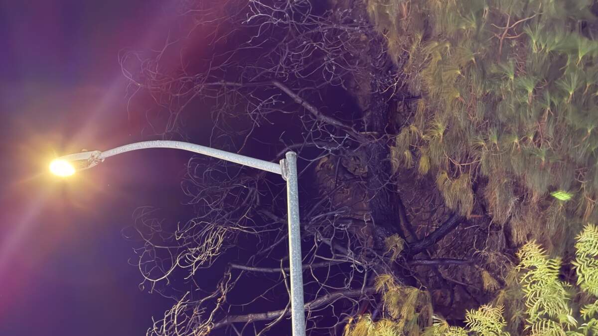 A pine tree caught on fire after illegal fireworks were set off in downtown Fresno on Sunday, July 5, 2026.