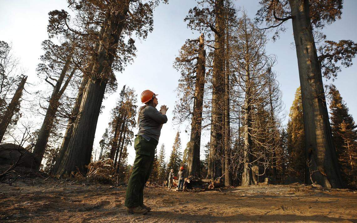 Kristen Shive, science director for the Save the Redwoods League, stands in the Alder Creek Grove, where some sequoias didn’t survive California’s Castle fire.