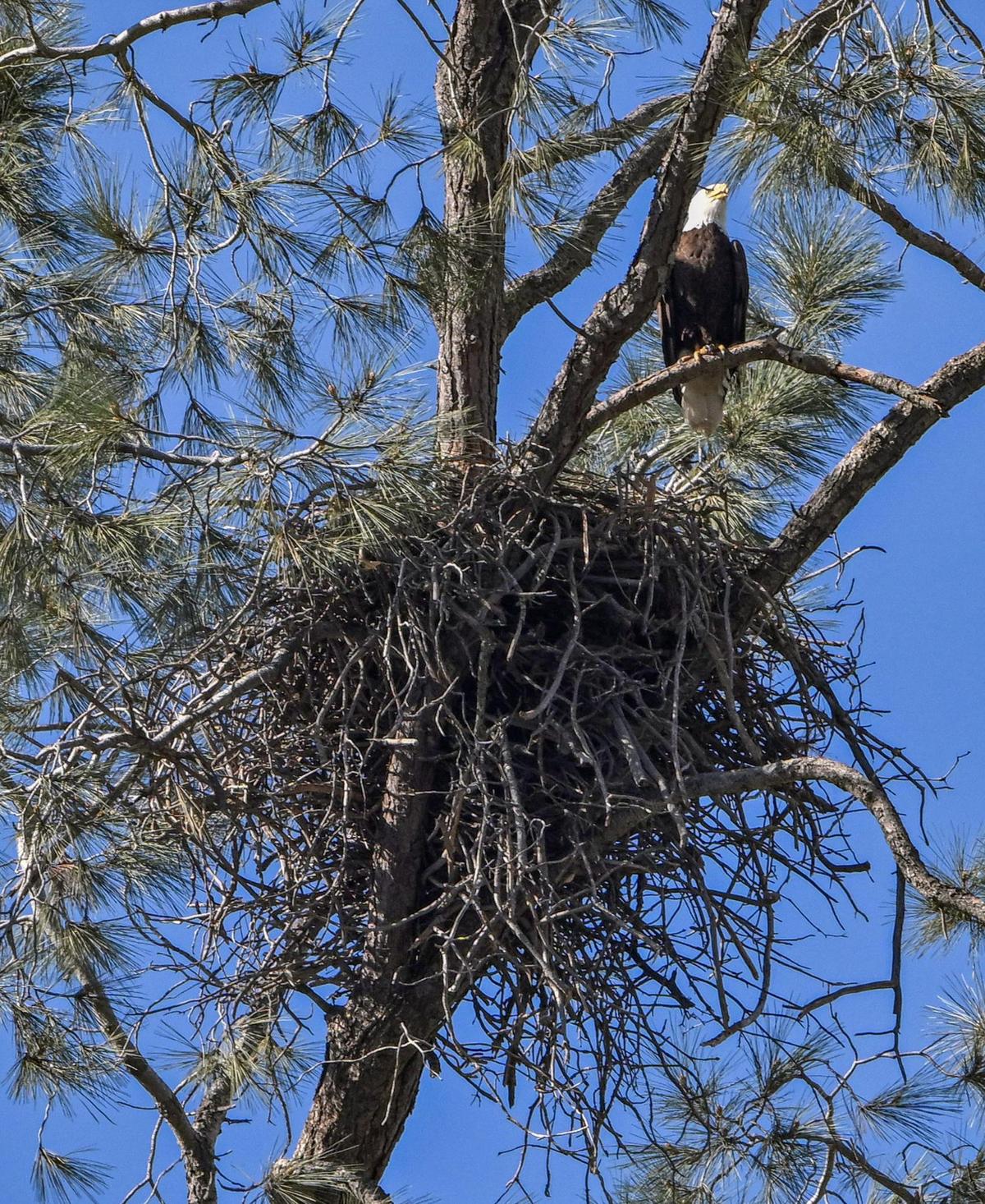 A bald eagle keeps watch over its nest on Millerton Lake as seen during the Millerton Lake eagle tour program on Sunday, Feb. 2, 2025.
