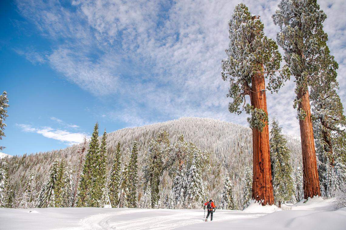 Giant sequoias, pictured at right, in the Alder Creek grove that borders Giant Sequoia National Monument.