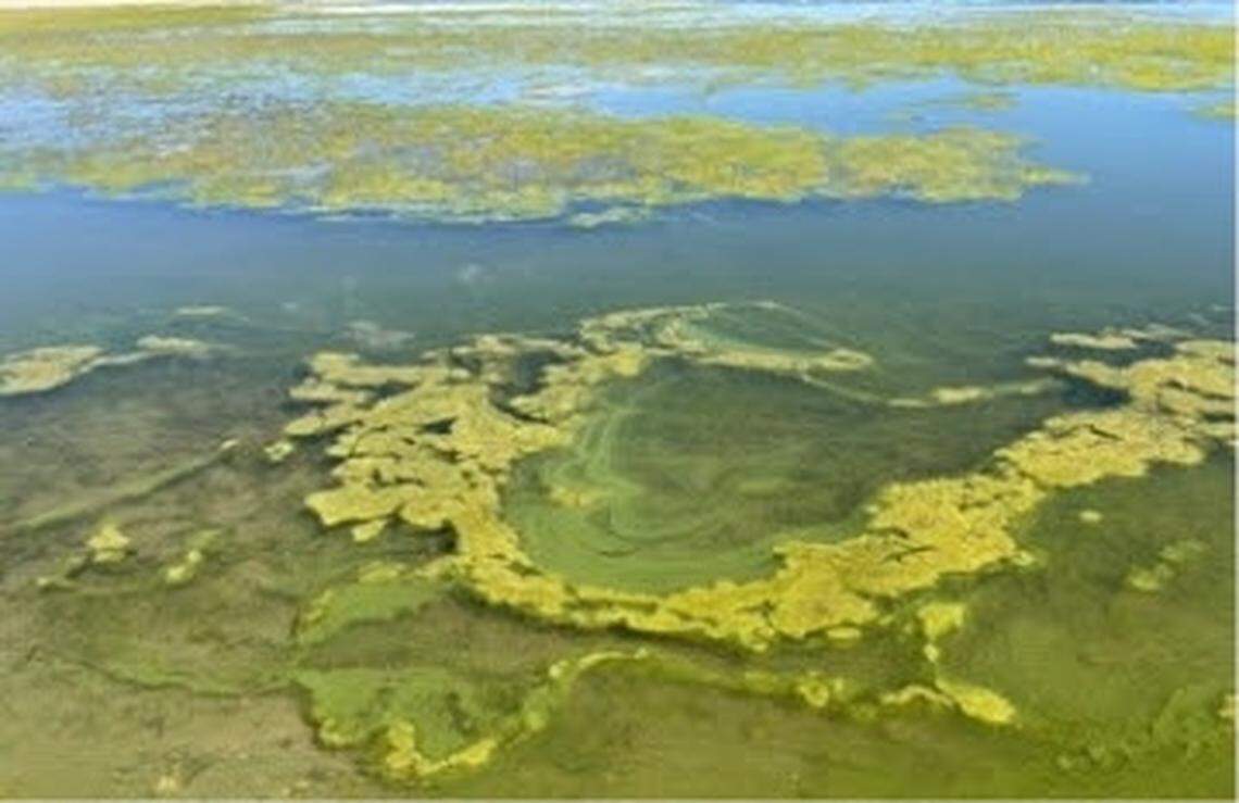 A harmful algal bloom at Crowley Lake in Mono County in the Eastern Sierra.