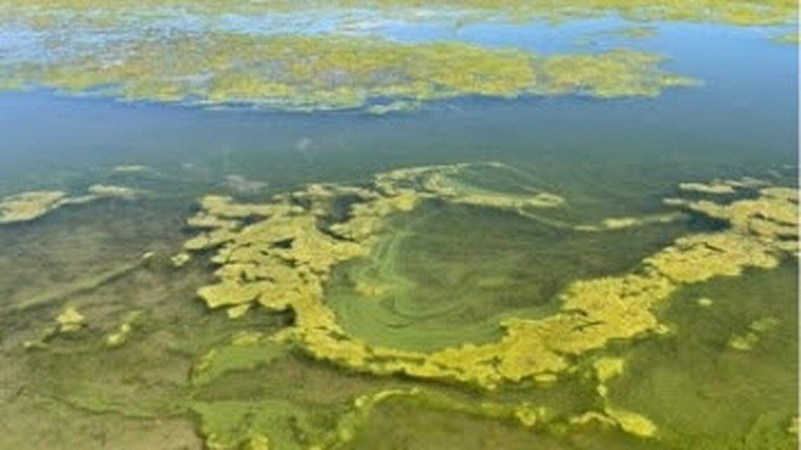 What is a toxic algae bloom? Officials describe hazard considered in mysterious deaths