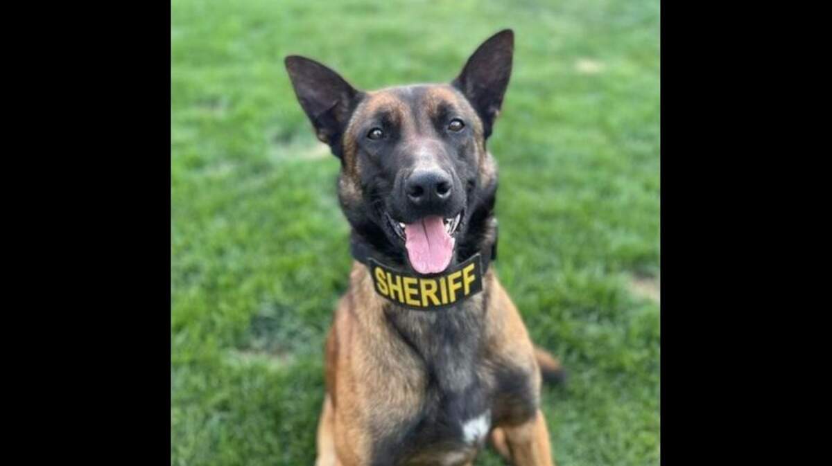 Madera sheriff’s deputies are asking for help finding Odin, a police dog who escaped his home in Clovis early Sunday, July 2, 2023.