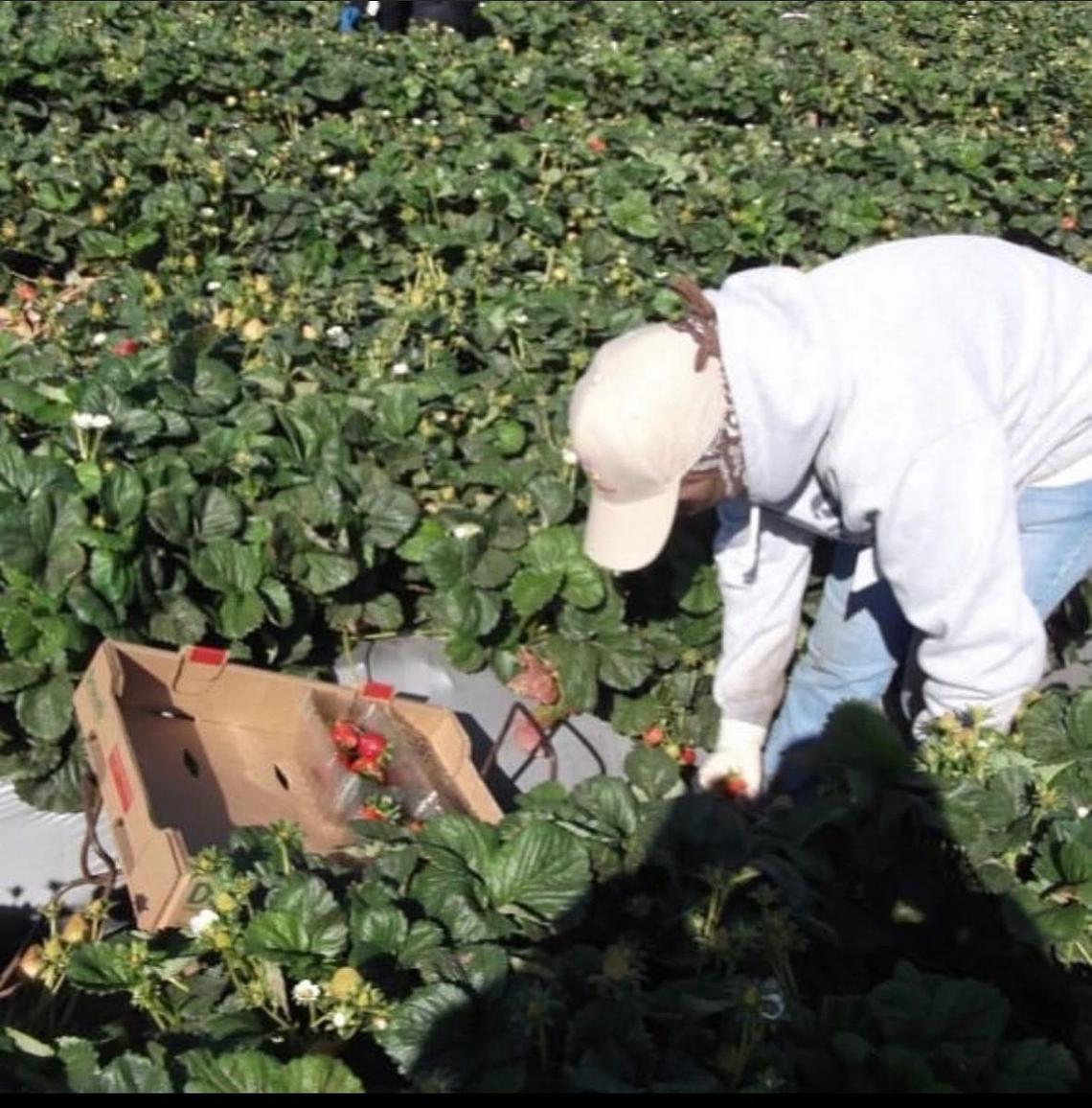 Patricia Vázquez Topete worked in the strawberry fields in California while attending college.