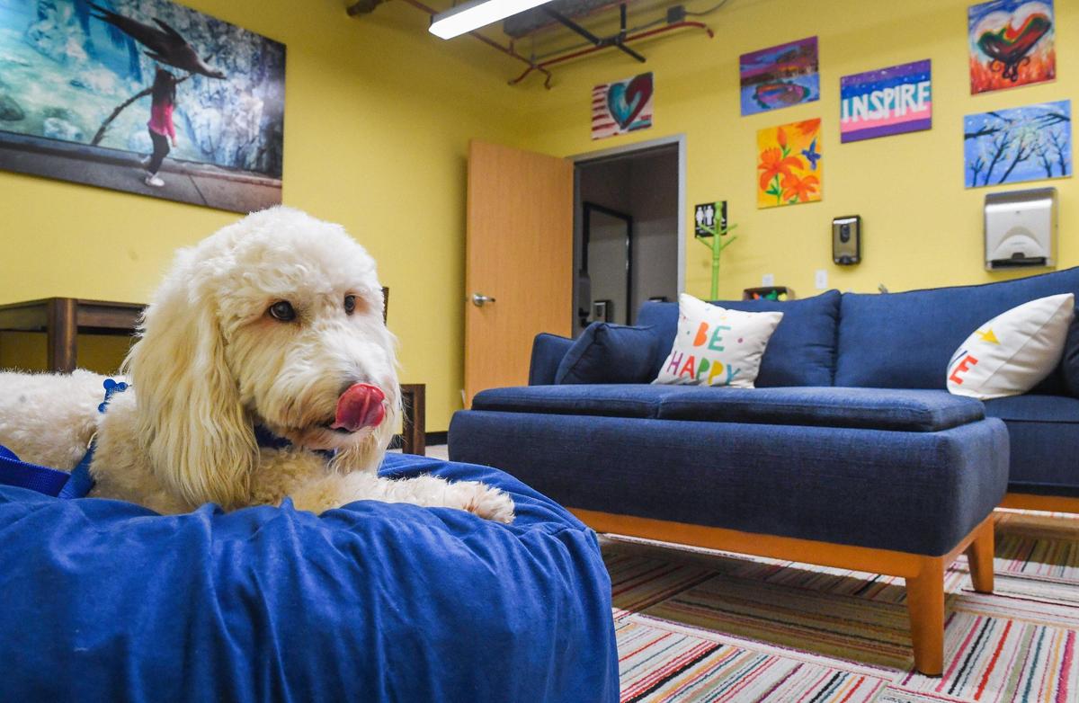 North, one of two new animal support team goldendoodle dogs, sits in the children’s room at the Fresno County District Attorney’s office in downtown Fresno on Thursday, Oct. 7, 2021. The dogs are used to help young victims of crime in coping with trauma and testifying in court.