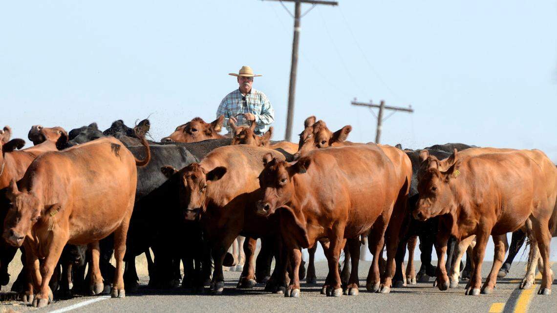 Catheys Valley rancher Mario Marchetti drives his cattle down Cunningham Road towards Le Grand in Merced County.